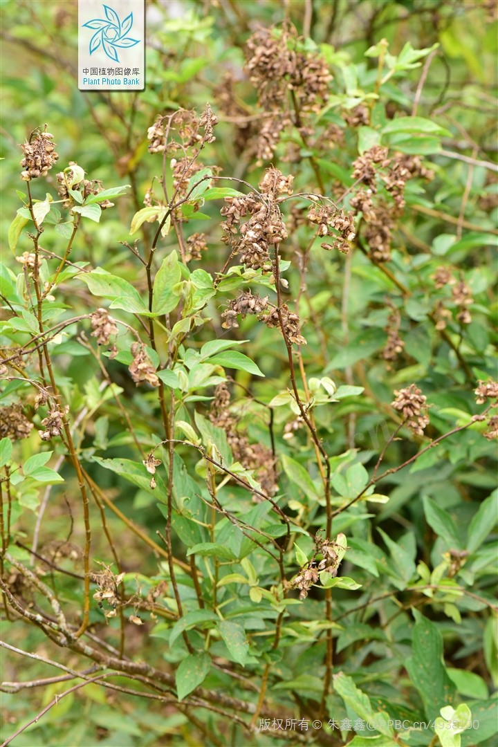Tóp mỡ